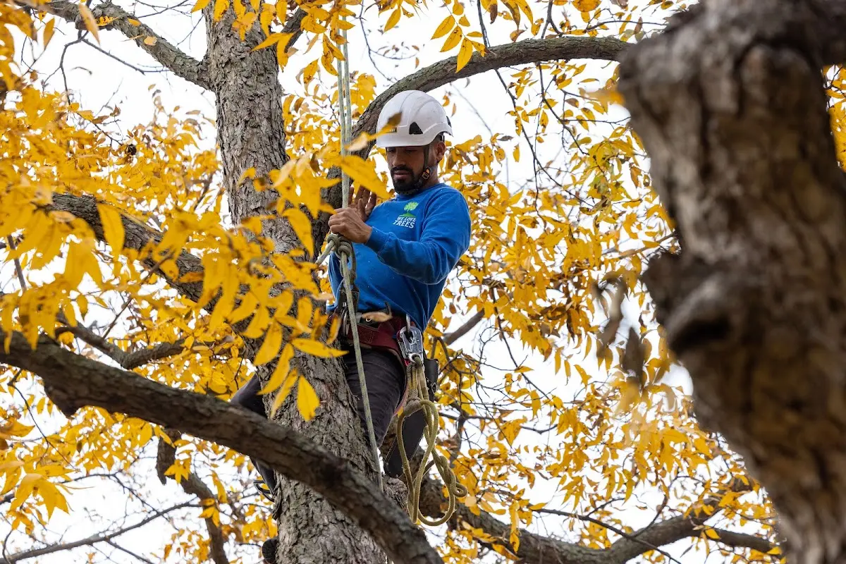 Skilled Tree Planting crew working in Watts